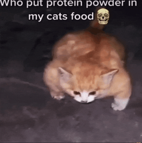 Protein Cat